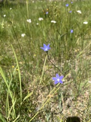 Wahlenbergia stricta
