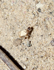 Dorymyrmex flavus