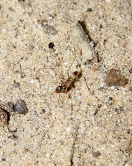 Dorymyrmex flavus