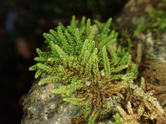 Stereodon subimponens