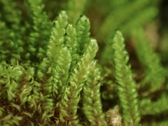 Stereodon subimponens