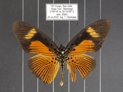 Pseudacraea eurytus eurytus