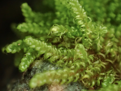 Stereodon subimponens