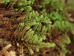 Stereodon subimponens