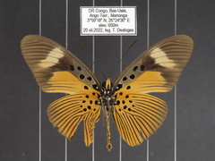 Pseudacraea eurytus eurytus