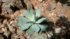 Agave guadalajarana