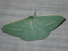 Chlorocoma stereota