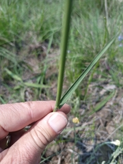 Bromus speciosus