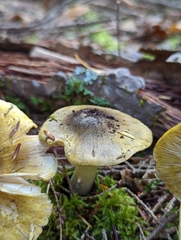 Tricholoma subsejunctum