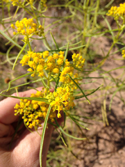 Sartwellia flaveriae