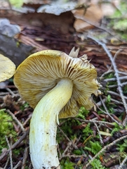 Tricholoma subsejunctum