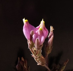 Cordylanthus parviflorus