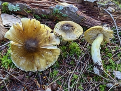 Tricholoma subsejunctum