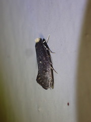 Tinea niveocapitella