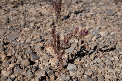 Cordylanthus parviflorus