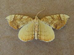 Eulithis luteolata