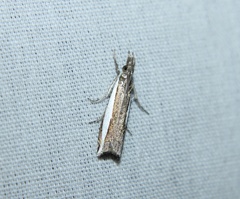 Crambus quinquareatus