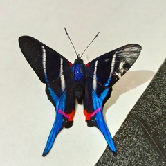 Rhetus arcius