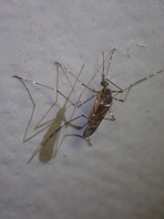 Culiseta particeps