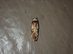 Endrosis sarcitrella