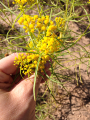 Sartwellia flaveriae