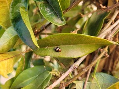 Disonycha glabrata