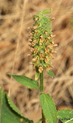 Stachys pycnantha