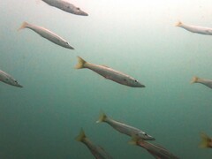 Dinolestes lewini