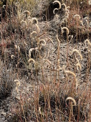 Bouteloua gracilis