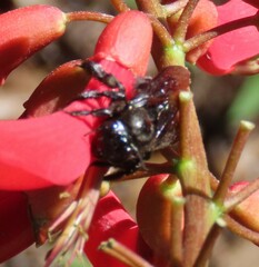 Xylocopa strandi