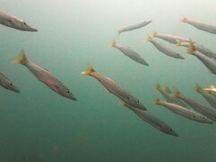 Dinolestes lewini