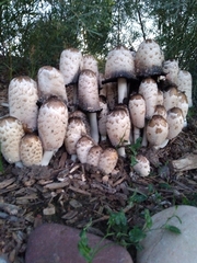 Coprinus comatus