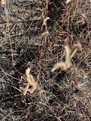 Bouteloua gracilis