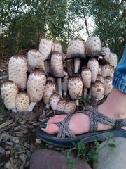 Coprinus comatus