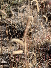 Bouteloua gracilis