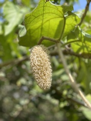 Amphilophium crucigerum