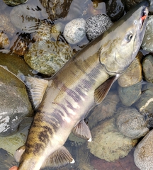 Oncorhynchus keta