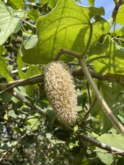 Amphilophium crucigerum