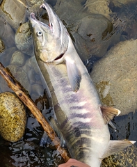 Oncorhynchus keta