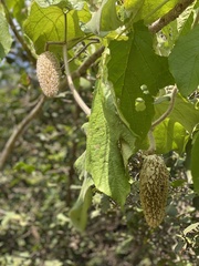 Amphilophium crucigerum