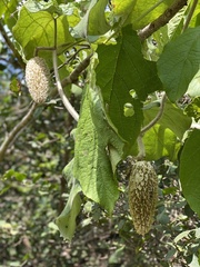 Amphilophium crucigerum