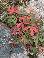 Sibbaldiopsis tridentata