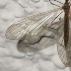 Tipulomorpha