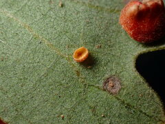 Neuroterus saltatorius