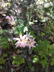 Olsynium scirpoideum