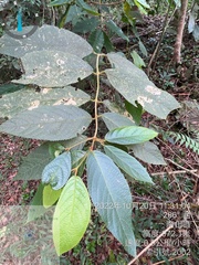 Callicarpa formosana formosana