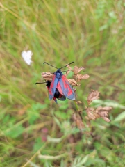Zygaena minos