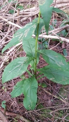 Solidago arguta arguta