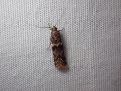 Ephestiopsis oenobarella