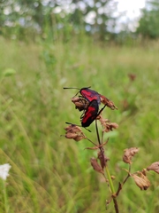 Zygaena minos